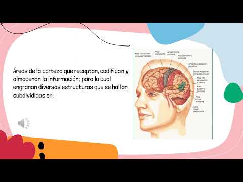 Teoria funcional de Aleksander Romanovich Lúriya