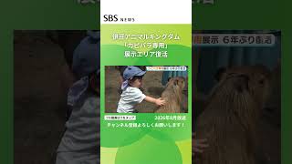 伊豆アニマルキングダム「カピバラ専用」展示エリア復活 #SBSNEWS #shorts