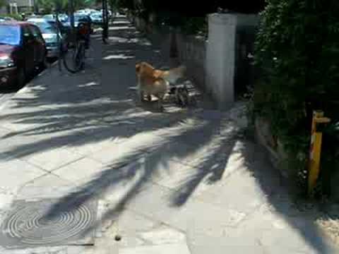 Aliza taking SKoli for a walk