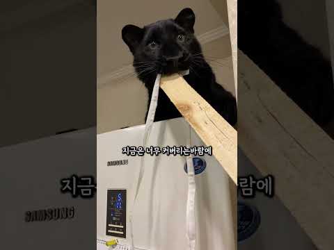 조금은 큰 고양이..