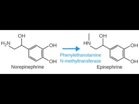 Pharmacology of Norepinephrine or Adrenaline; Definition, Mechanism of action, Pharmacokinetics, Use