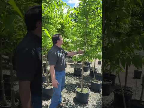 Common Hackberry #10 Product Highlight