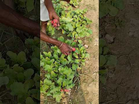 Concentrate cold press pure neem oil