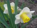 My World Of Flowers