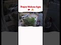 Bugzy Malone fights home intruders 🥊🔥🔥