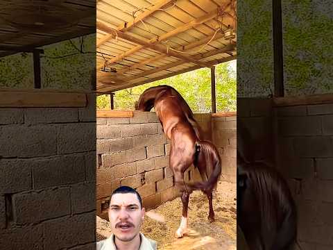 Cavalo querendo a égua