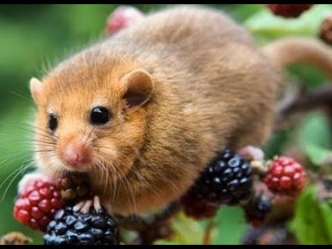 Plch lieskový (Muscardinus avellanarius) — kompilácia záberov