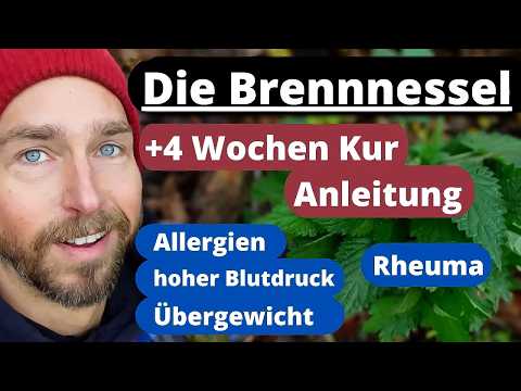 Die Brennnessel - bei Übergewicht, hohem Blutdruck, Allergien, Rheuma...4 Wochen Kur Anleitung