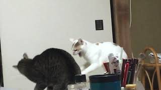 猫の喧嘩