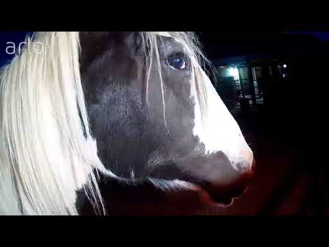 Glenny Takes down the Camera