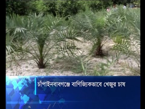চাঁপাইনবাবগঞ্জে বাণিজ্যিকভাবে খেজুর চাষ
