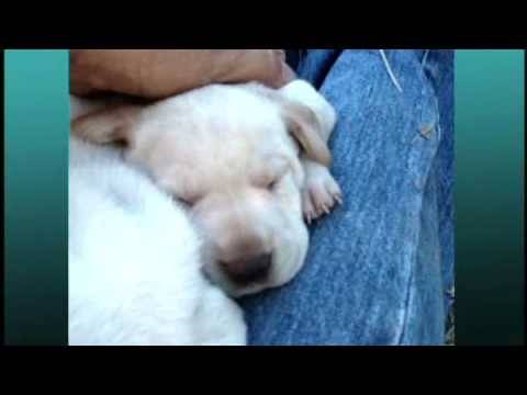 Feel Good Moment of the Day: Puppies Being Petted