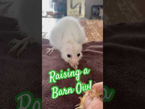 Raising a Barn Owl baby #owl #owls #birds #wildlife #barnowls #animals