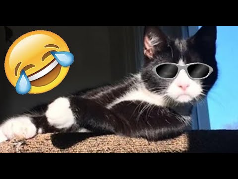 SMIESZNE ZWIERZETA 2021🐼#11 😹 Spróbuj się nie zaśmiać 😹