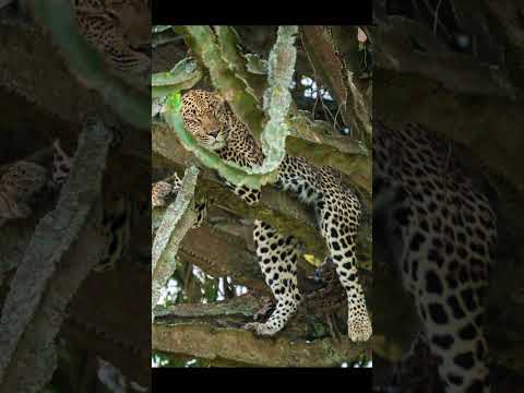 日本の動物たちの特徴と写真 - 絶滅の危機に瀕する日本の動物たち