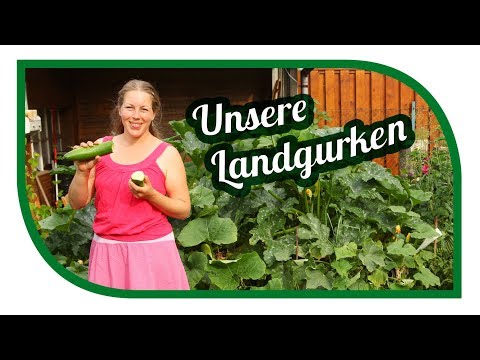Prostatilen Kerze Horn Preiskurve Behandlung von Prostatakrebs traditionellen Methoden