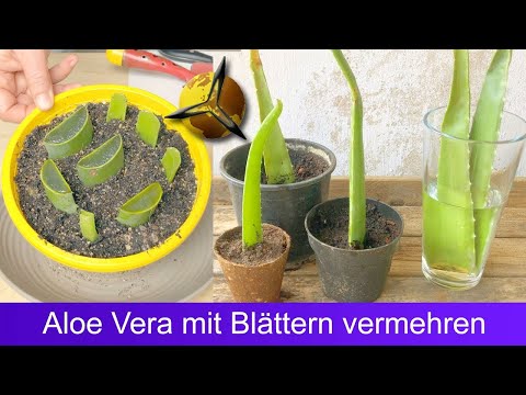 , title : 'Aloe Vera mit Blättern Stecklingen vermehren?'