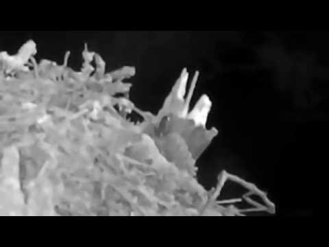 Frog on the Great Horned Owl's nest (not much else going on!) - Landings Great Horned Owl, Ga