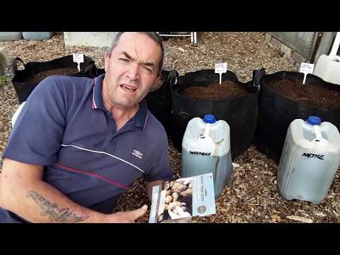 #KeepCalmAndMakeCompost "Facebook Group" Christmas Potatoes "Experiment Using My Plant Foods" (277)