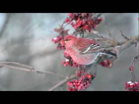 Pine Grosbeak