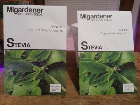 Starting stevia from seed tips you need to know straight to ...