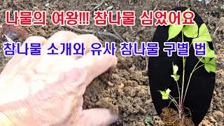 나물의 여왕!!! 참나물 심었어요. 참나물 소개와 유사 참나물 구별법 (참나물의 재배 적지, 참나물 특성, …