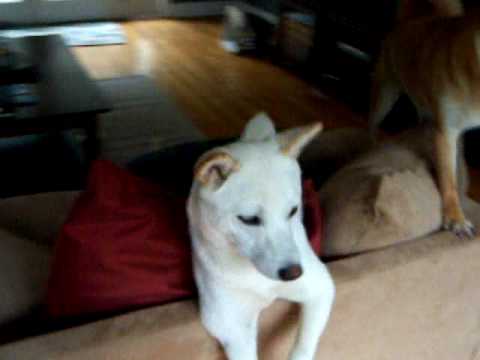 Shiba Greeting for their Poppa