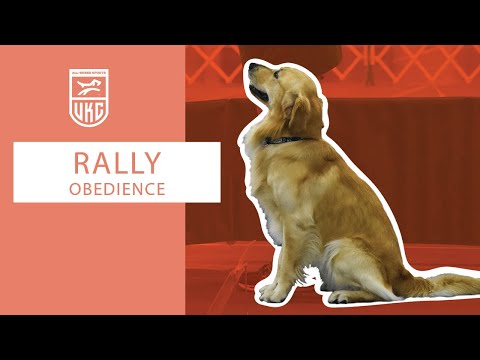 Learn the Rally 3 Exercises l UKC Rally Obedience