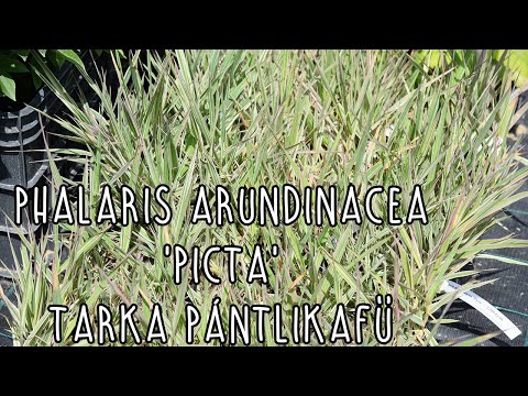 download lagu mp3 mp4 Phalaris Arundinacea Picta, download lagu Phalaris Arundinacea Picta gratis, unduh video klip Phalaris Arundinacea Picta