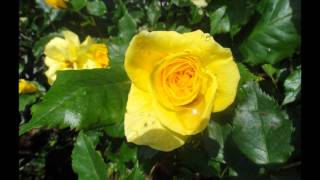 Lucinda Williams  ~  Like A Rose