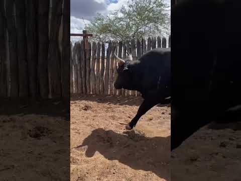 10 Bois Gordos na balança a 21 reais em São José do Seridó/ RN. Whatsapp 84 99810 2784*#gado