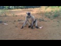 Wildlife Monkey Wildlife Monkey Videos Wildlife Monkey Documentary Lovely Monkey
