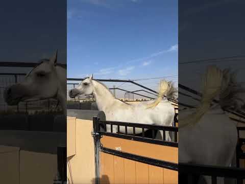 ابنة اجا جستفايد #horse #horselover