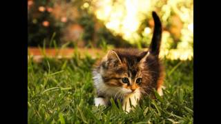 Mr Sam ft Rani - Me & You (Dimitri Andreas & Madox).wmv