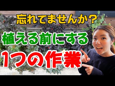 吊り下げ多年草 覆われたテラス パーゴラ バルコニー 壁 ベゴニア