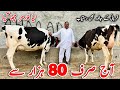Australian Cross cows And Friesian cows in Punjab | Jersey Heifers | 24 May 2024