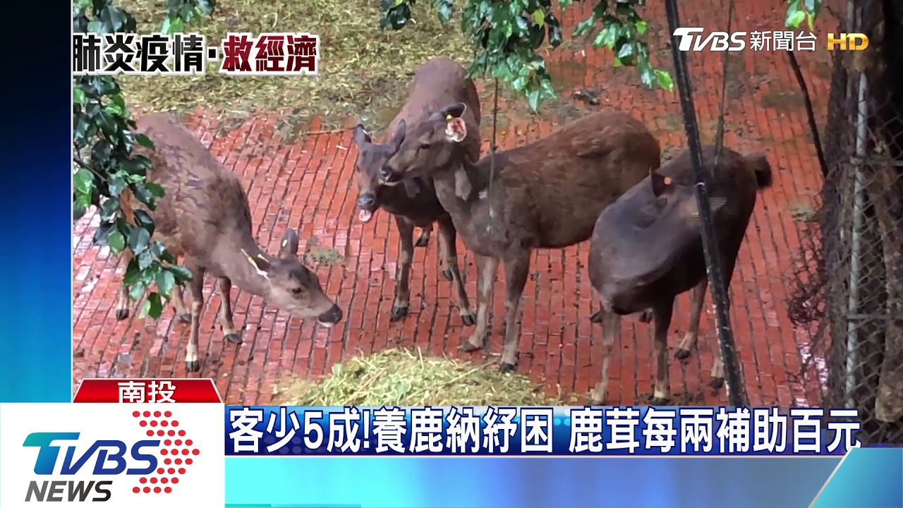 客少5成！養鹿納紓困　鹿茸每兩補助百元