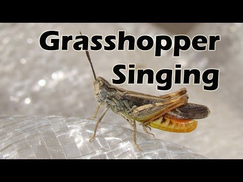 Grasshopper Singing | Insects | Micro Monster | Relaxing Nature Sounds