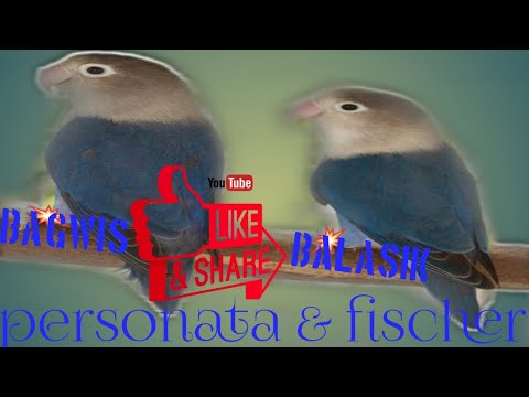 Personata and fischer lovebirds 🐦