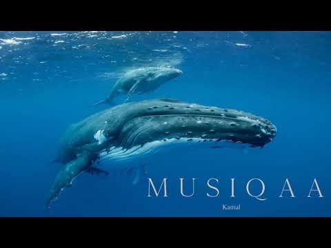 Kamal ⋄ Reiki Whale Dreaming ⋄ Meditative journey to the soul of the Earth