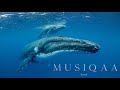 Kamal ⋄ Reiki Whale Dreaming ⋄ Meditative journey to the soul of the Earth