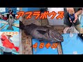 【深海釣り】ベニアコウ・アブラボウズ釣行