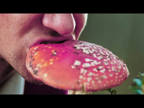 СЪЕЛ МУХОМОР!!! ЧТО БЫЛО? Дегустация мухомора СЕРО-РОЗОВОГО.