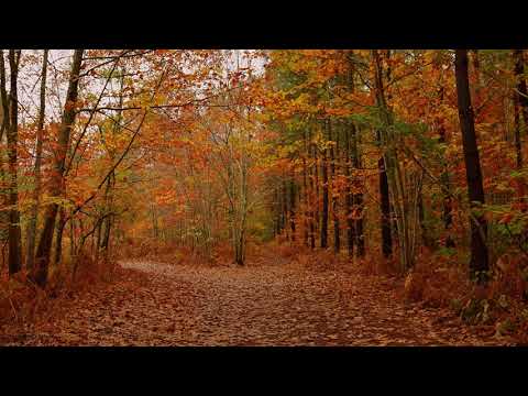 Осенний лес (Звуки осени) / (30 Минут)