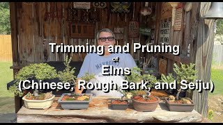 Trimming and Pruning Chinese Elms