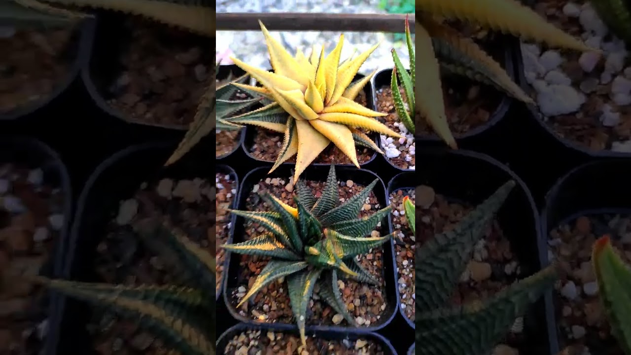 Haworthia Variegated-Limifolia,Pumila,Spider White #haworthia#variegatedplants @anirbandigitallife
