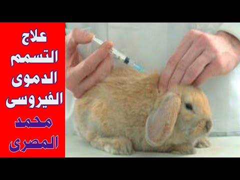 , title : 'علاج التسمم الدموى الفيروسى فى مزارع الارانب ،محمد المصرى قناه النجاح'