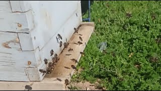 خروج النحل بقوة للسروح و تطور ممتاز للخلايا