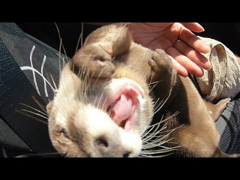 I collected videos of Aty talking "Nyam-Nyam" [Otter life Day 209]【カワウソアティとにゃん先輩】