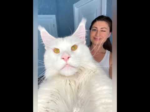 😱World biggest cat😰